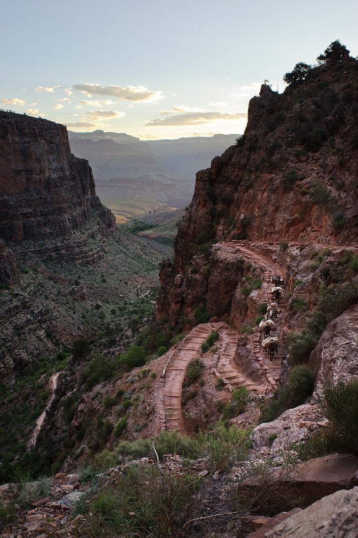 Mules on the Bright Angel Trail, Grand Canyon NP, Arizona, USA